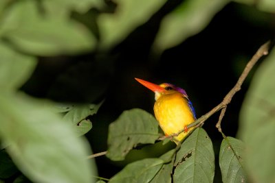 Black-backed KingfisherCeyx erithaca