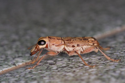 Unidentified Tiger BeetleCicindelidae