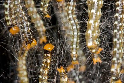 Unidentified Caterpillars