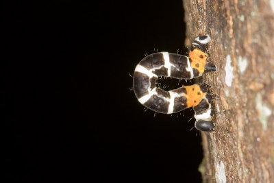 Unidentified Caterpillar