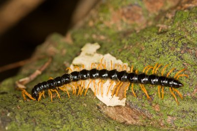 Millipede<br><i>Orthomorpha gracilis</i>