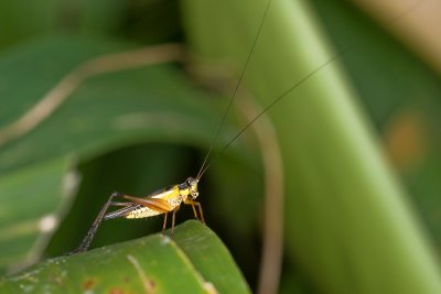 Unidentified orthoptera