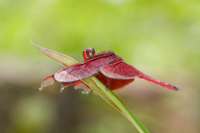 Unidentified Libellulidae