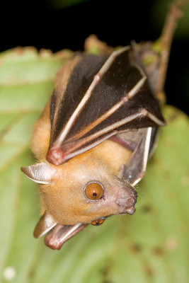 Lesser Short-nosed Fruit Bat Cynopterus brachyotis (?)