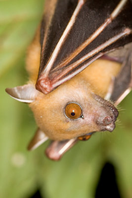 Lesser Short-nosed Fruit Bat Cynopterus brachyotis (?)