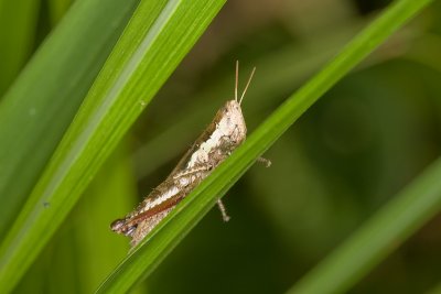 Unidentified GrasshopperCaelifera