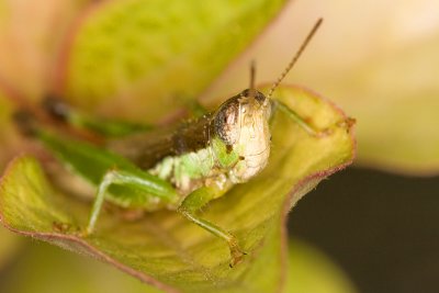 Unidentified GrasshopperCaelifera