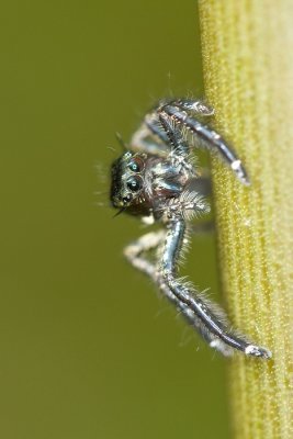 Unidentified Jumping SpiderSalticidae