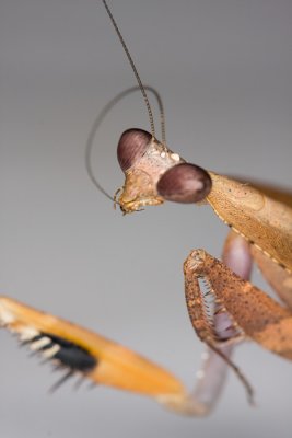 Dead Leaf MantisDeroplatys lobata