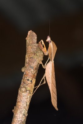 Dead Leaf MantisDeroplatys lobata