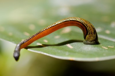 Annelida (Segmented Worms)