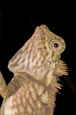 Gonocephalus borneensisBorneo Forest Dragon