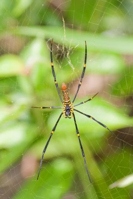 Golden Orb-web SpiderNephila pilipes