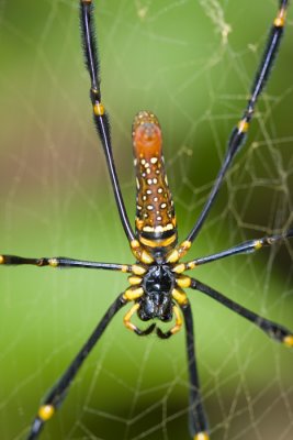 Golden Orb-web SpiderNephila pilipes