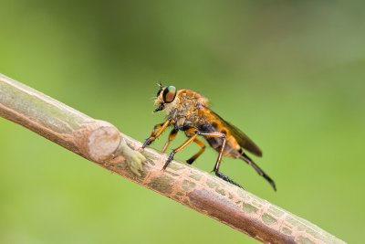 Unidentified Robber fly Asilidae