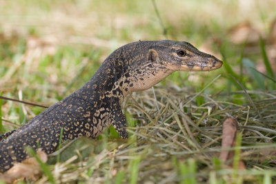 Water monitor Varanus salvator