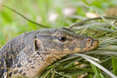 Water monitor Varanus salvator