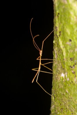 Unidentified Stick InsectPhasmatodea