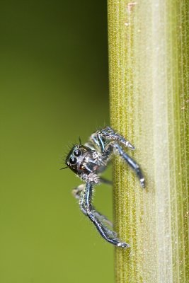 Unidentified Jumping SpiderSalticidae