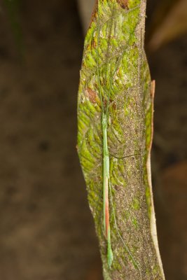 Unidentified Stick InsectPhasmatodea 