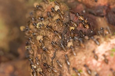 Unidentified Termites Isoptera