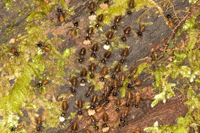 Unidentified Termites Isoptera