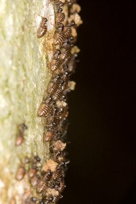 Unidentified Termites Isoptera