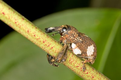 Unidentified Weevil Curculionoidea