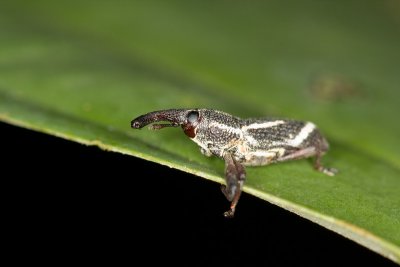 Unidentified Weevil Curculionoidea