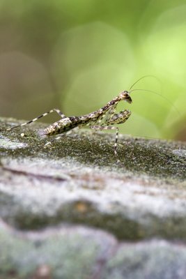 Mantis [Unidentified]