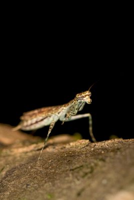 Mantis [Unidentified]