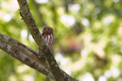 Glaucidium brasilianumFerruginous Pygmy-owl