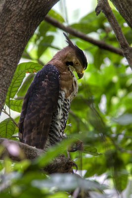 Spizatus ornatusOrnate Hawk-eagle