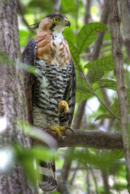 Spizatus ornatusOrnate Hawk-eagle