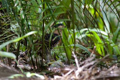 Spizatus ornatusOrnate Hawk-eagle
