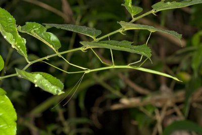 Phasmatodea (Stick Insects)