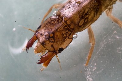 Corydalidae  Dobsonfly Larvae