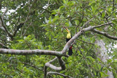 Ramphastos sulfuratusKeel-billed toucan