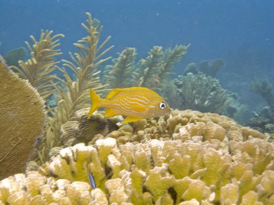 yellowfish2.jpg
