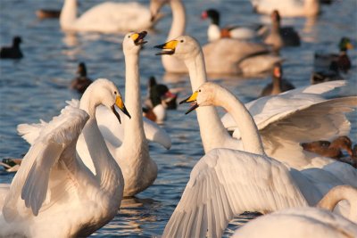 swangroup.jpg