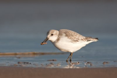 <i>Calidris alba</i><br/>Sanderling