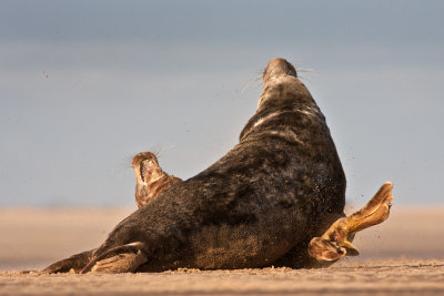Halichoerus grypusGrey seal