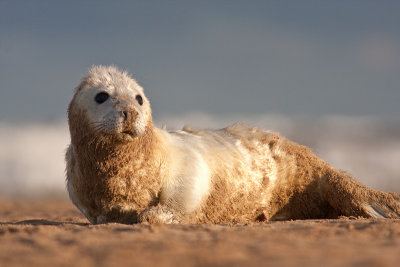 Halichoerus grypusGrey seal