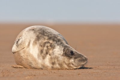 <i>Halichoerus grypus</i><br/>Grey seal