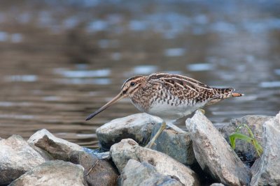 Gallinago gallinagoCommon Snipe