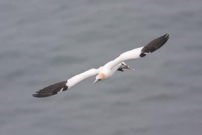 Morus bassanusGannet