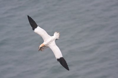 Morus bassanusGannet nest building