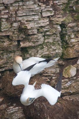 Morus bassanusGannet