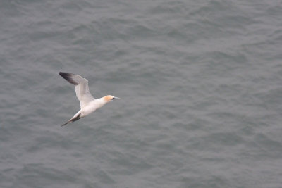 Morus bassanusGannet