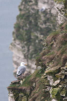 Larus argentatusHerring gull cliffs